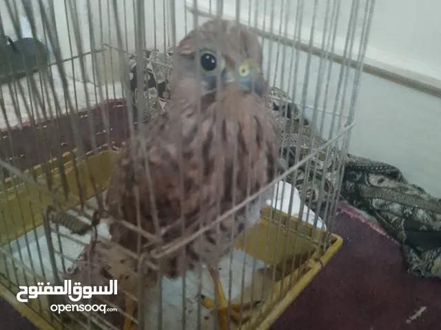 فرخ صقيري حر للبيع