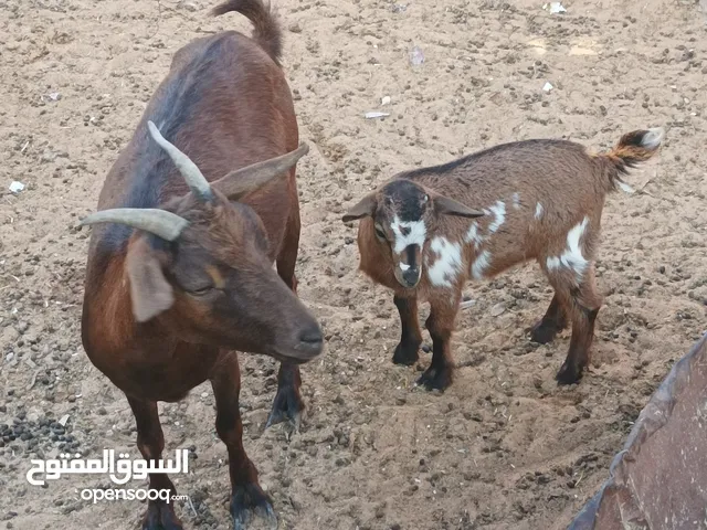 ماعز انجليزي