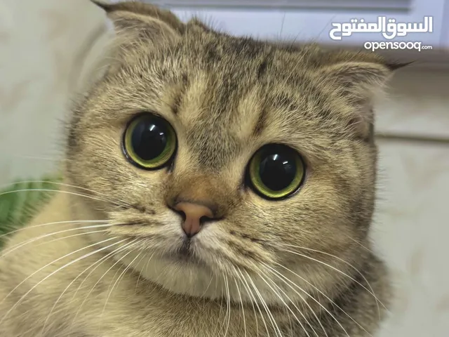 قطة سكوتش فولد بيور للبيع عمرها سنة