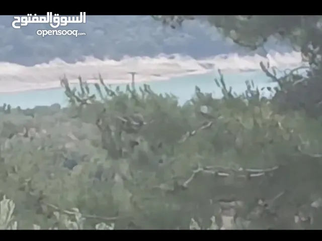 ارض على بحيرة مشقيتا