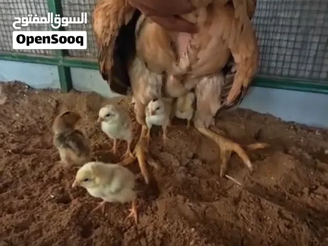 للبيع صيصان شامو ياباني