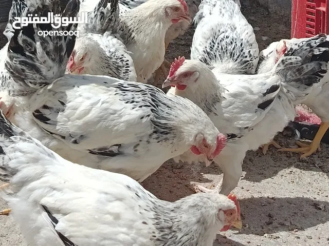 فرخات نخب سايكس عمر خمس اشهر ونصف ودجاج احمر سلالة محترمة بياض بغزارة