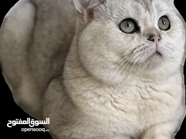 للبيع قط British cat
