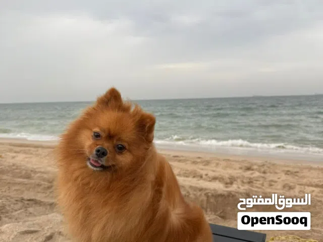 للبيع انثى بوميرين
