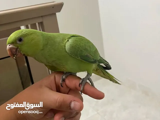 متو درة متعلمة