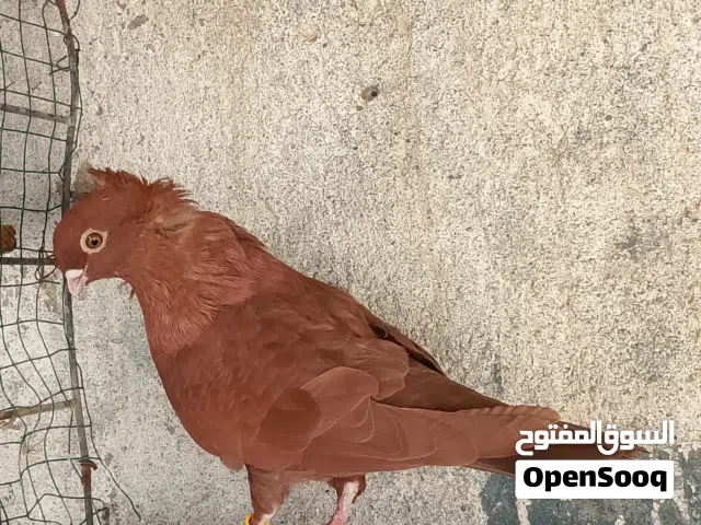 مطلوب ارفل نفس هذا الفحل مخاليف أو نثايه