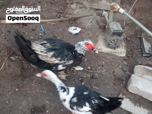 زوج بشوش مصريات امايات شرط الصحة نضافة خير من الله مالات بيت زوج مضمونات