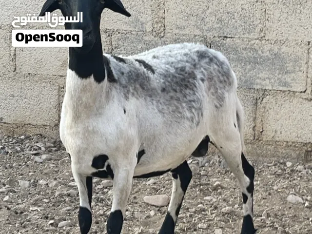 جاعده الدربور