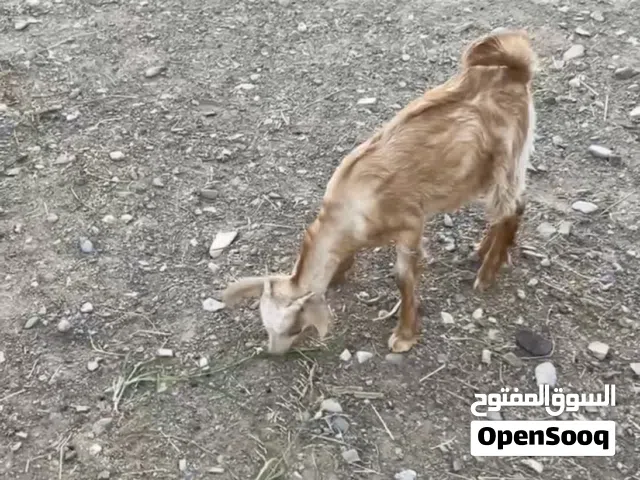 للبيع سخل جامودي