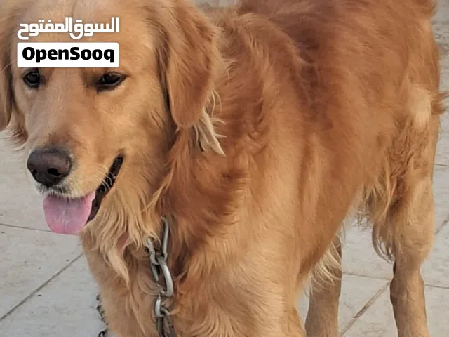 كلب جولدن ريتريفر للبيع
