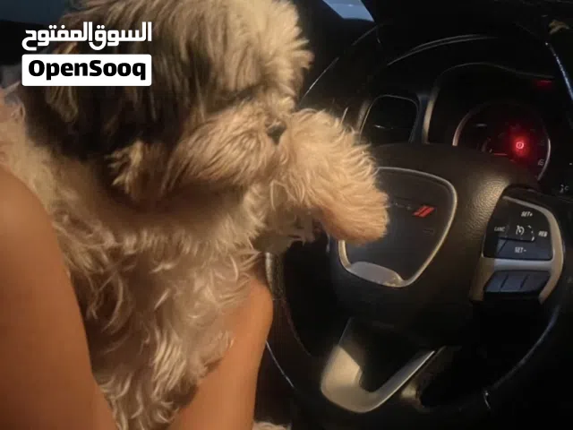 I want a Shih Tzudog for adoption only ابغا كلب شيتزو للتبني