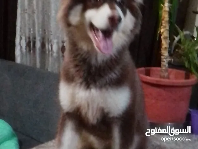 كلب هاسكي شوكلت للبيع او البدل على كلب زينه العمر خمس اشهر ماخد جميع مطاعيم وماخد دورتين على طاعه