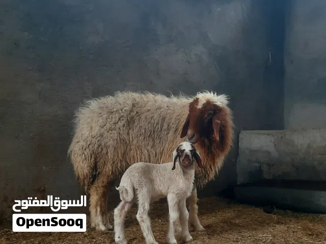حلال للبيع