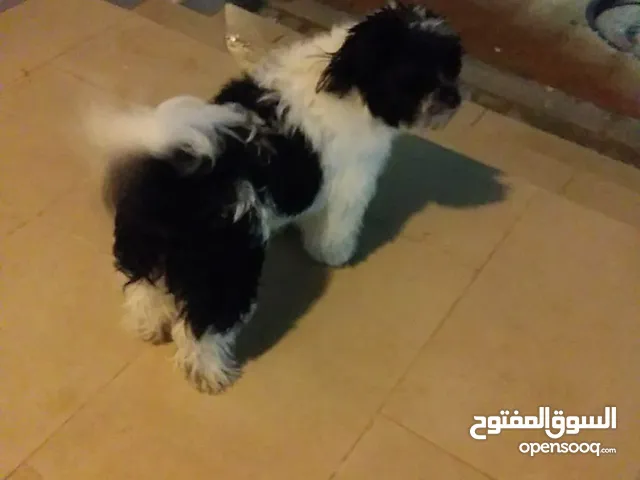كللب مالتيز