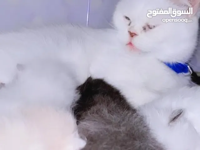 قطة هملايا مع صغارها