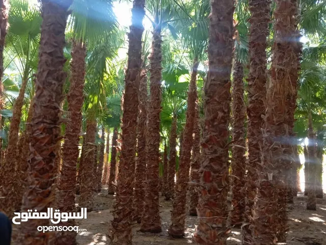 نخل زينه واشنطن أمريكي