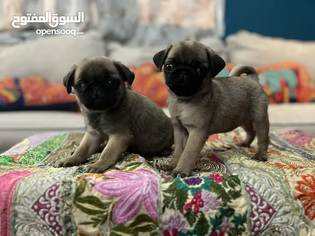 Pug Puppies For Sale in UAE