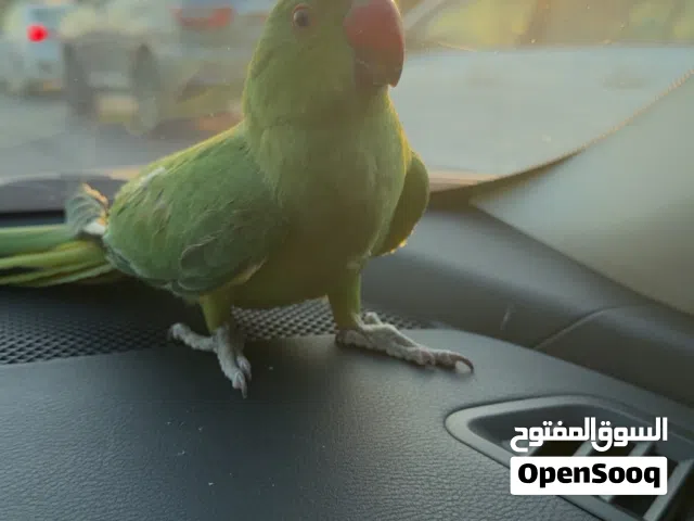 ذره هندي اليف Indian ring neck friendly