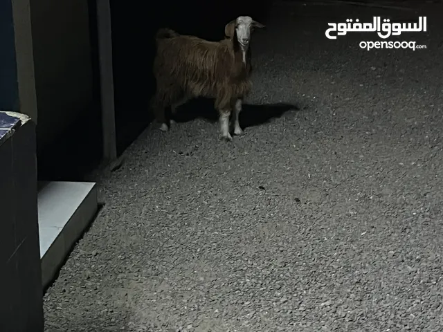 سخل ذبيحه اقرا الوصف