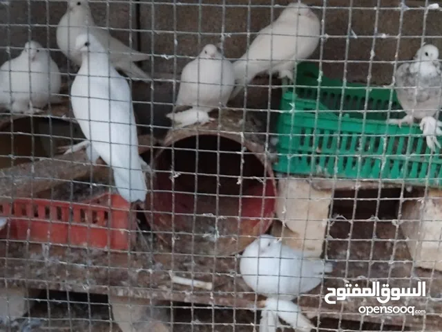 حمامات ربي يبارك اكثر من نوع