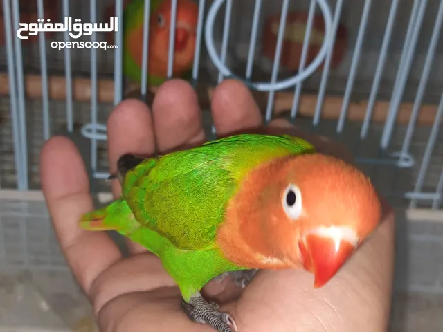 فراخ فيشر مفطومين، يعتمدون على الأكل بنفسهم، أليفين، إنتاج محلي وبصحة ممتازة جاهزين للتدريب