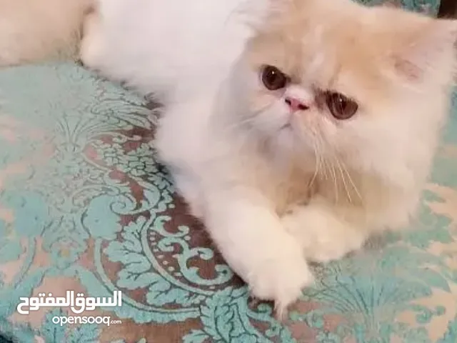 قطط بداعي السفر