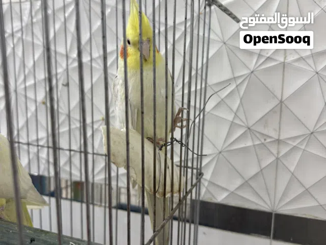 فحل كوكتيل