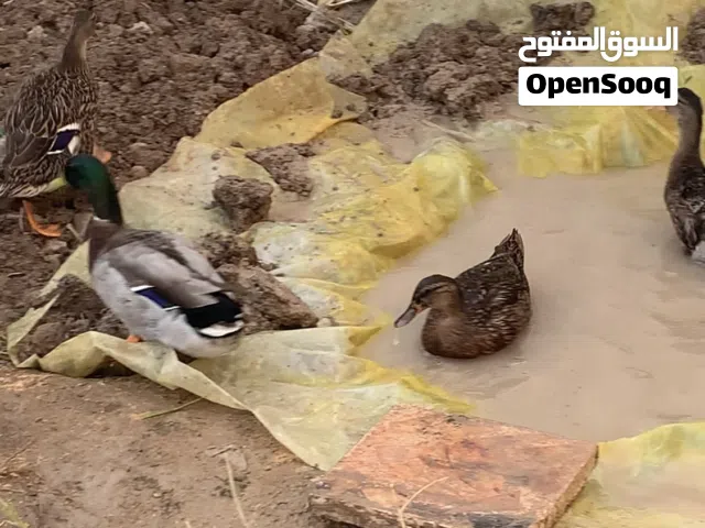 خضيري بري طيار للبيع شوف الوصف