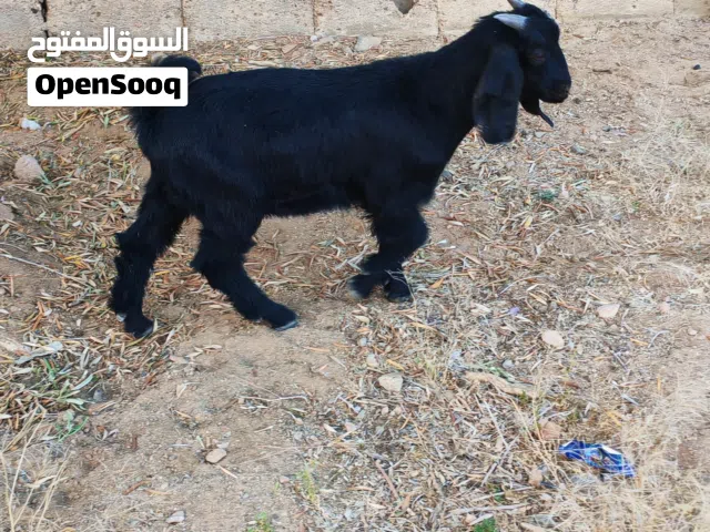 جديان 2 للبيع