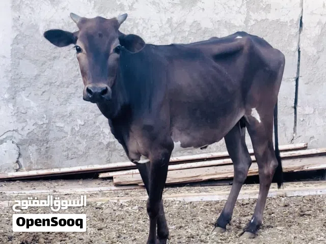بقرة صغيره في السن والده مره واحده فقط