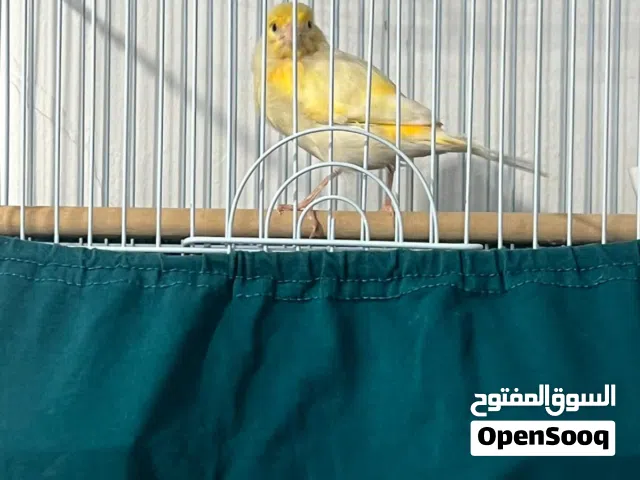 كناري سوري لا البيع