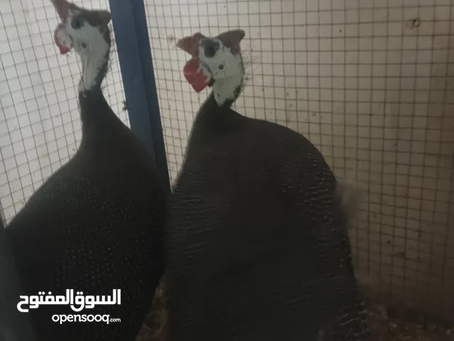 عدت انواع من دجاج وطيور لبيع حصريا لعدم التفرغ من ما نحن فيه