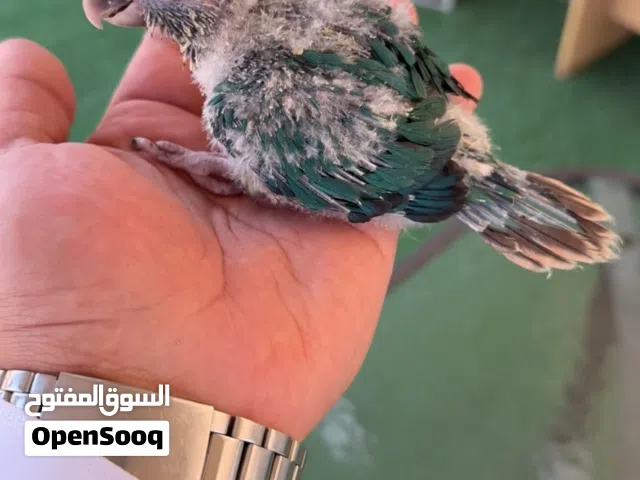 تركواز كنيور من الألوان الجميلة والمميزه turquoise conure special mutation