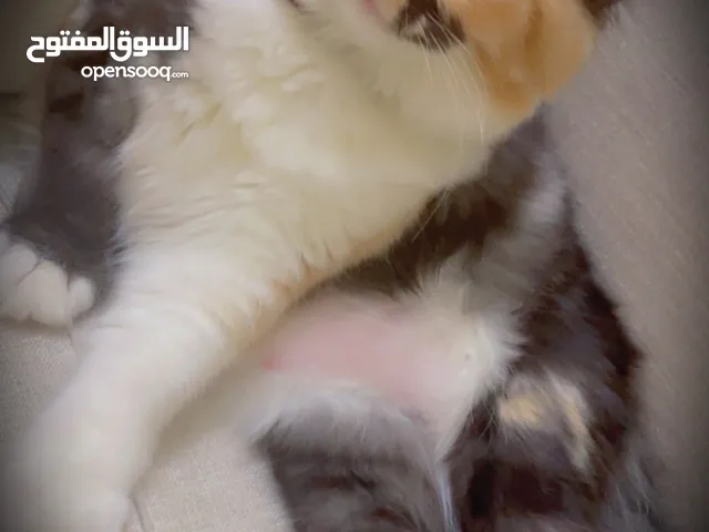 قطه شيرازيه