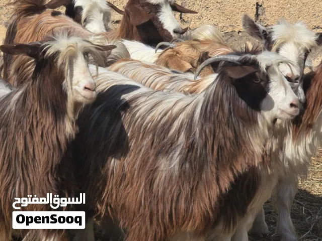 للبيع صخلات من حلال بني سعيد حلال طيب ماشاء الله فرصه الي يدور شي زين ماعليهن كلام  العمر 10الي سنة