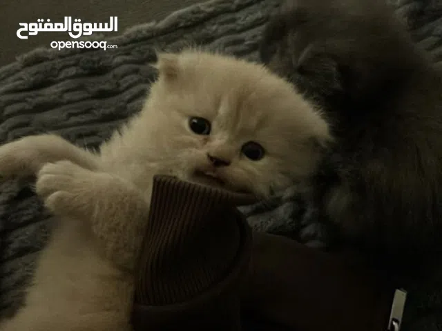 قطط للببع شيرازي مكس مع سكوتش فولد