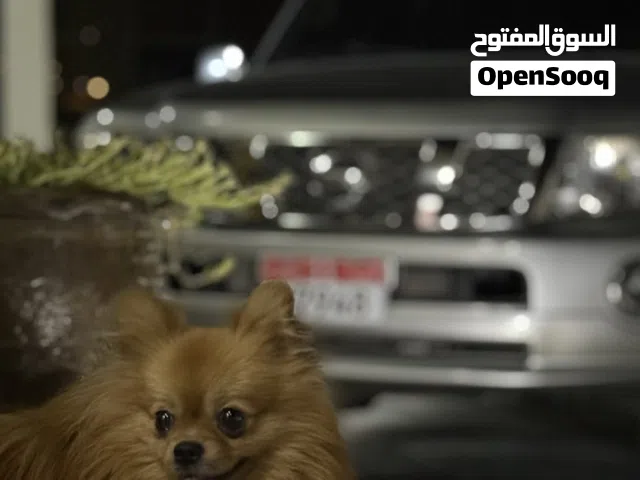 كلب بومرينيان ذكر جميل جداً ولعوب مع الاطفال اللون بني فاتح فصيله جميله جداً
