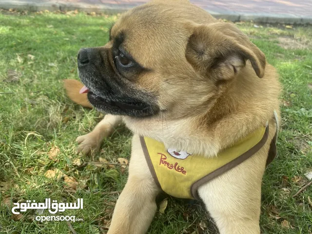 بولدج مكس.