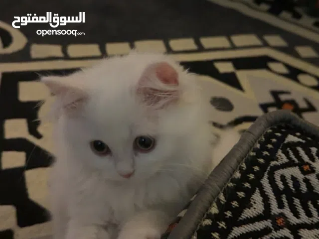 السعر 300 دينار