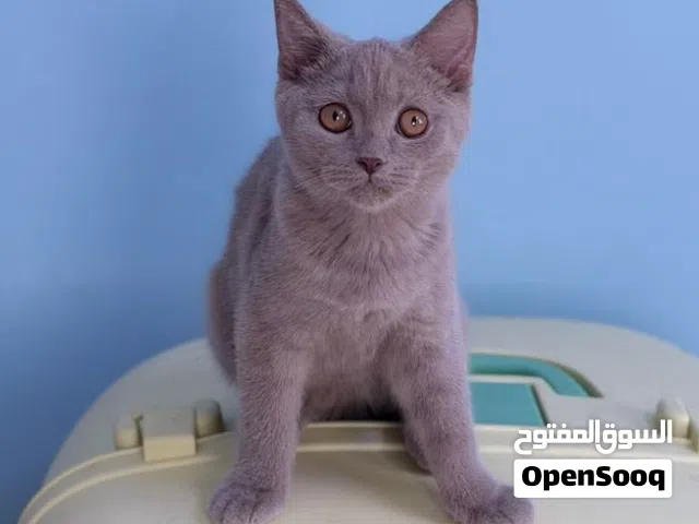 قط سكوتش ستريت للبيع