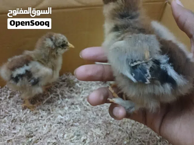 كتاكيت برهما ربي ايبارك