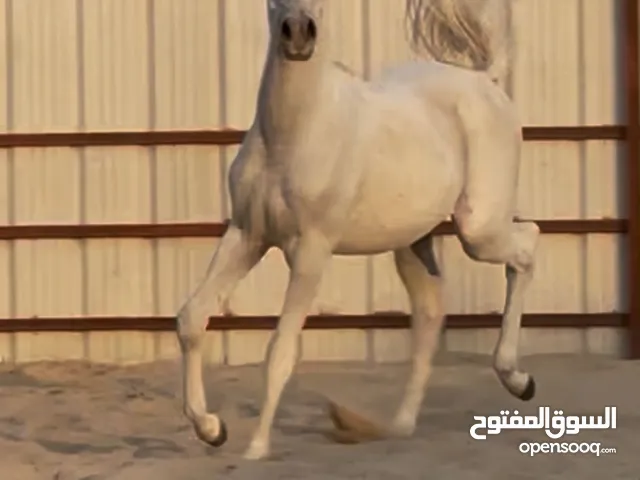 للبيع مهر مصري بيور