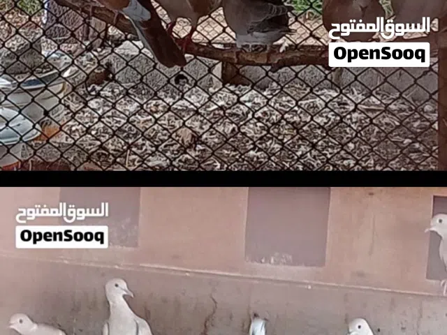 للبيع حمام عفاد