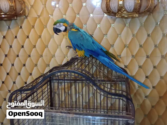 ببغاء مكاو ازرق و اصفر