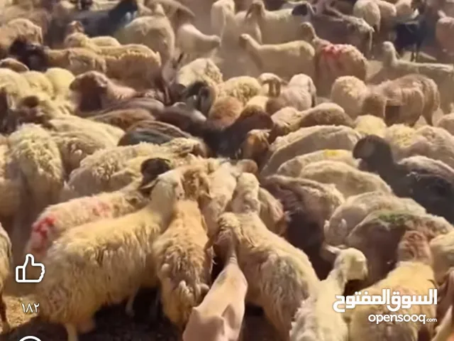 على استعداد ذبح الأضاحي في بيتك في الزرقاء بعد الصلاه محجوز