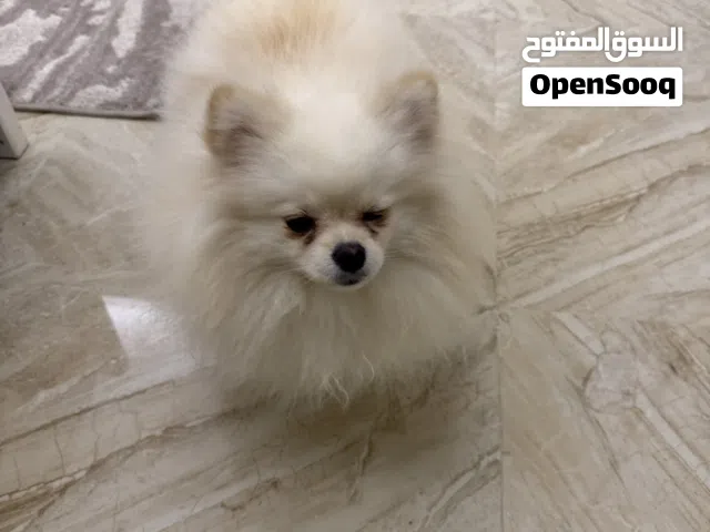 الكلب مطعم وخالي من الأمراض