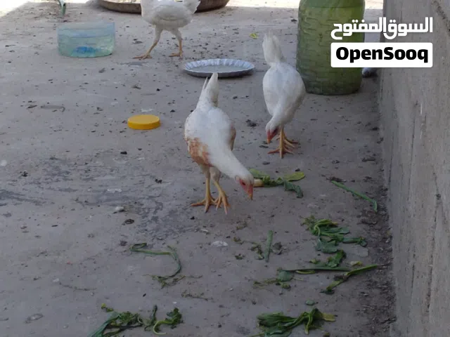 السلام عليكم دجاج للبيع ديك دجاجتين العمر ثلاثه اشهر دجاج عرب المكان ابو الخصيب البهادريه