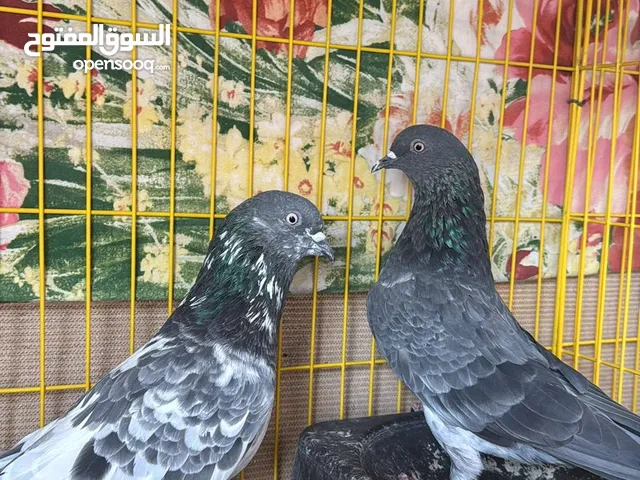 حمام تيدي سخي و فقير گول
