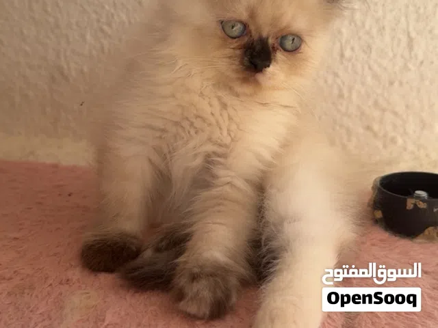 قط هيملايا