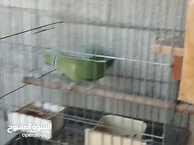 جوز دره اخضر
